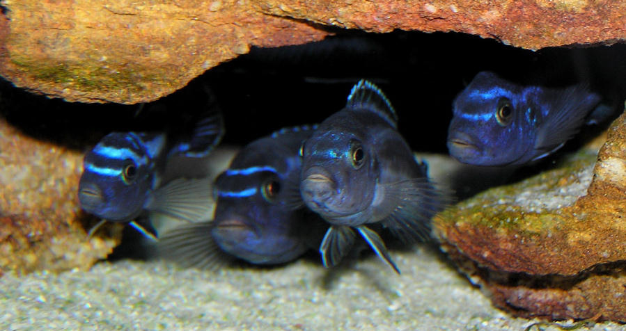 Melanochromis cyaneorhabdos